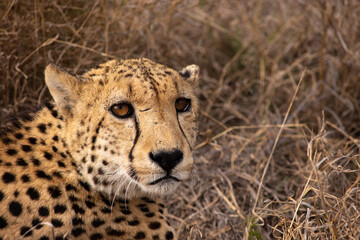 Cheetah portrait looking at viewers in Madikwe