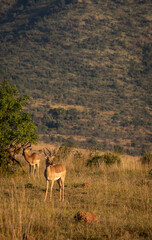 Impala ram looking out over grasslands in Pilanesberg