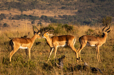 Impala rams facing off in Pilanesberg