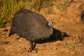 Helmeted Guineafowl on the ground in Pilanesberg