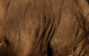 Close up of blue wildebeest coat/skin