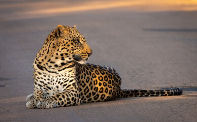 Leopard lying on the ground in Pilanesberg looking right