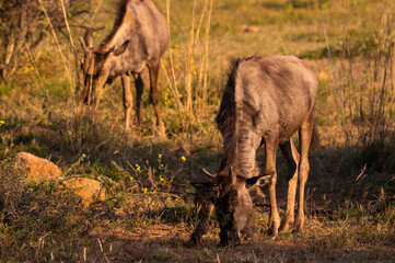 Young blue wildebeest grazing in Pilanesberg