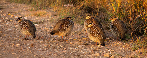 Crested spurfowl family huddled on the ground in the early morning in Pilanesberg
