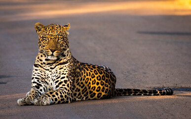 Leopard lying on the ground in Pilanesberg looking at viewer © Hislightrq