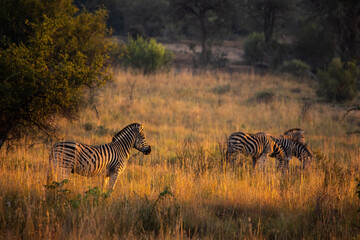 Fototapeta na wymiar Zebra standing in the golden light of morning in Pilanesberg