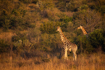 Two giraffe standing in the bush in Pilanesberg 