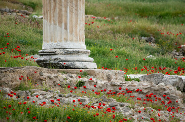 poppies blooming around the base of a stone column in Turkey