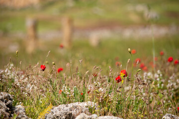 Poppies blooming in front of the ruins in Turkey