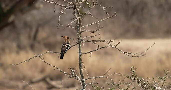 A hoopoe bird is sitting on the branch of a thorn bush and preening itself.