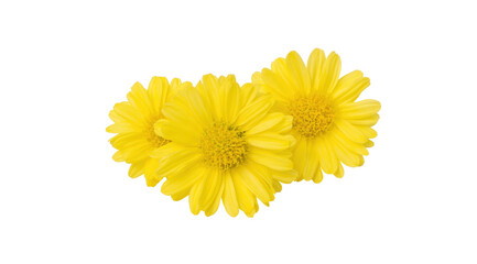 Yellow chrysanthemum flower on a white background. - 604310035