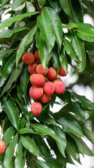 Red Lychee fruit hanging on a tree in an orchard. - 604310047