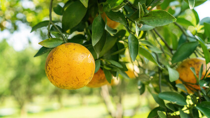 Tangerine orange fruit plant in an orchard. - 604310051