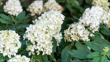 White Panzola hydrangea paniculata flower plant in a garden. - 604310054