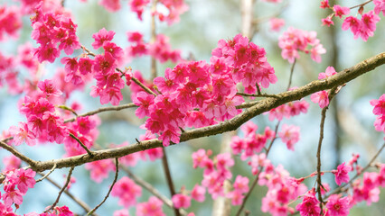 Pink cherry blossom (sakura) flower in a garden. - 604310057