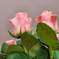 close photographed beautiful buds of pink roses. Photo taken from below. Photo without processing, natural photo
