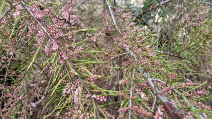 Tamarix begins to bloom in spring in Lisbon