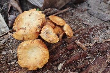 mushrooms in the woods