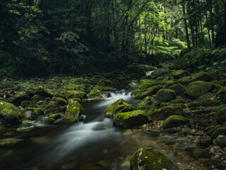 Fototapeta premium 渓流のマイナスイオン