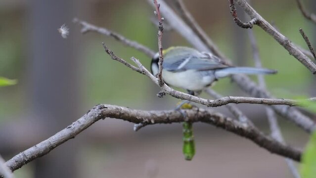 Bird behind the branch