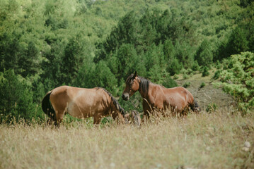 Naklejka na ściany i meble Two horses in Erseke, Albania