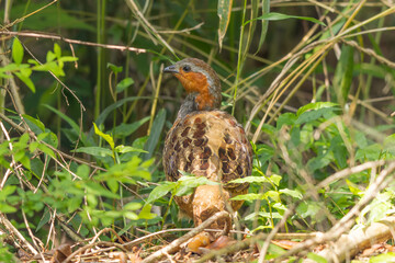 林の中のコジュケイ