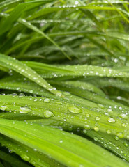 close-up photo of grass with water drops, macro photography 