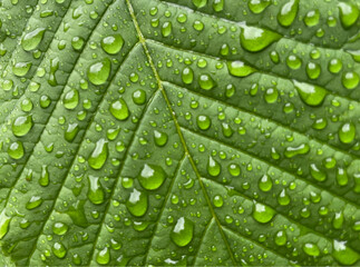 green leaf with water drops, close-up photography