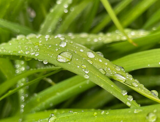 close-up photo of grass with water drops, macro photography 