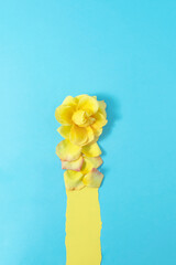 Yellow paper copy space with yellow rose flower and petals. Minimal spring concept. Nature flat lay.