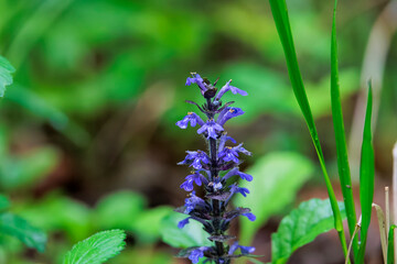 Close up of creeping bugle flowers in forest