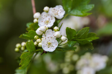 Close up of hawthorn flower