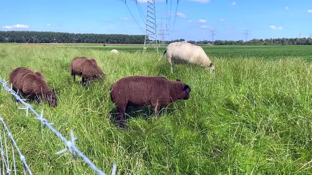A flock of white and brown sheep grazes on fresh green summer grass along a fenced pasture on a dike in the Biesbosch National Park in The Netherlands.