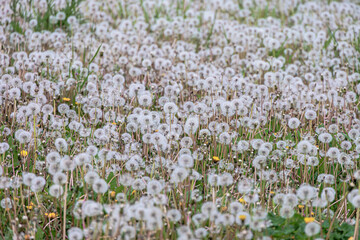 A sea of dandelions the seed stalks of the dandelion waiting for the wind to spread its seeds