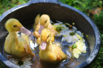 ducks swim.Little chickens.Birds swim.Household.Agriculture.Home farm.Bird farm.Love for animals and care.Happy animals.Poultry farm.Beautiful photo of ducks in a bowl.Yellow ducklings.Little geese.