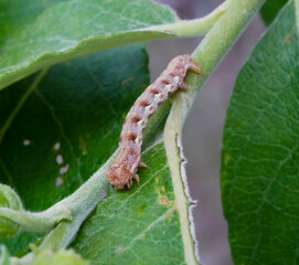 Costaconvexa centrostrigaria 