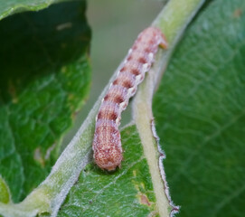 Garden star-of-bethlehem