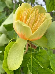 Tulpenbaum Blüte