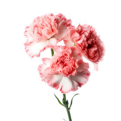 Bouquet of carnation flower plant with leaves isolated on white background.  Flat lay, top side frontal view. macro closeup	