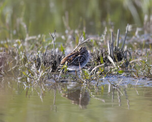 Common Snipe (Gallinago gallinago) Resting