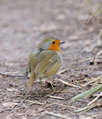 European Robin (Erithacus rubecula) on the Ground