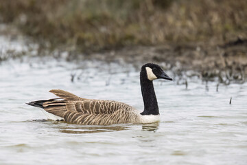 Canada Goose (Branta canadensis) Swimming