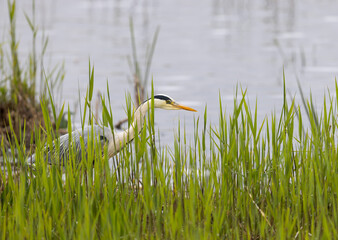 Grey Heron (Ardea cinerea)