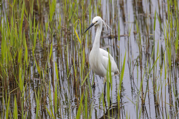  Little Egret (Egretta garzetta) Walking through a Reed bed