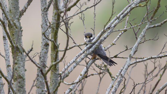 Hobby (falco subbuteo) Perched in a Tree