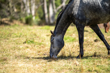 Beautiful Horse in a field on a farm in Australia. Horses in a meadow 