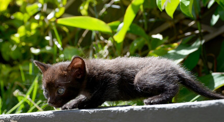 Cute fluffy Birman black kitten with blue eyes walking in the garden.Beautiful curious small kitty outdoors.
Cat breeds or Love for pets concept.Selective focus.
