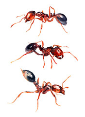 Collection of red ants on a white background. Watercolor images of insects. - 604319843