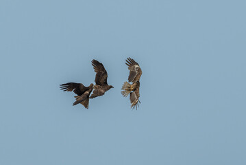 Black kite fighting  
