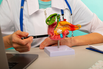 Doctor gynecologist showing pen on plastic model human pancreas closeup